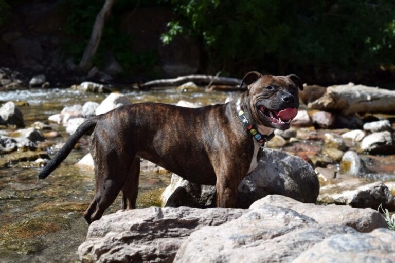 Irish Staffordshire Bull Terrier: The Loyal, Misunderstood Bully Breed