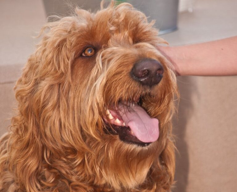 The Irish Troodle: A Rare and Endearing Hybrid of Terrier Tenacity and Poodle Smarts