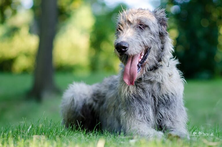 Irish Wolfhound Dog Breed: Pictures, Info, History & More