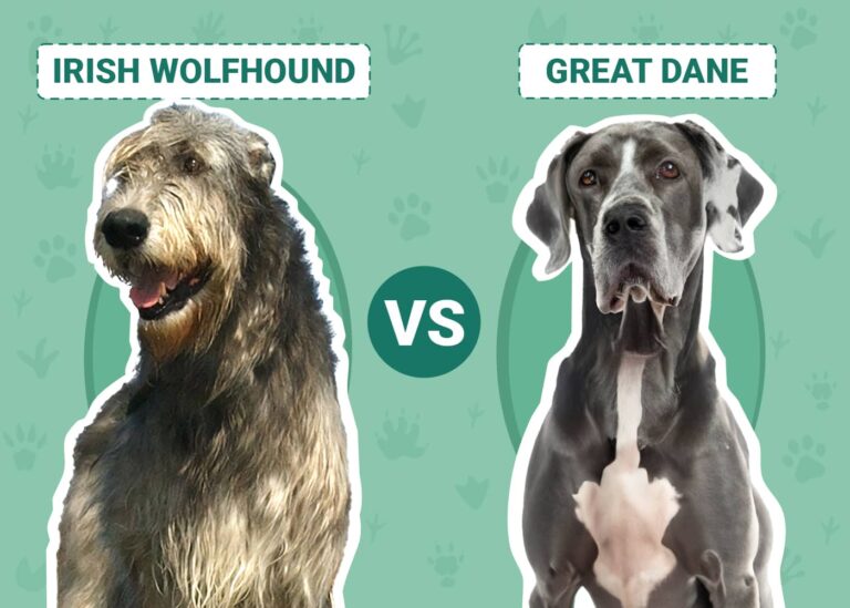 Irish Wolfhound vs Great Dane: A Dog Lover&lsquo;s Comparison of Two Gentle Giants