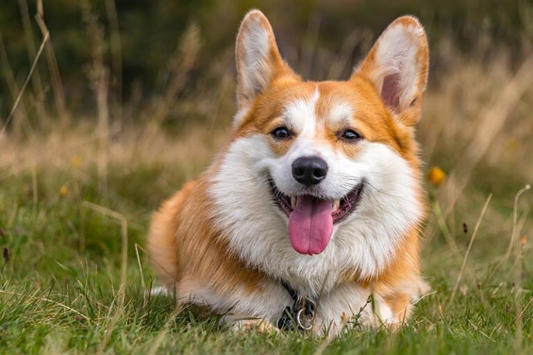 Are Corgis Hunting Dogs? Tracing the Breed&lsquo;s History, Characteristics and Capabilities