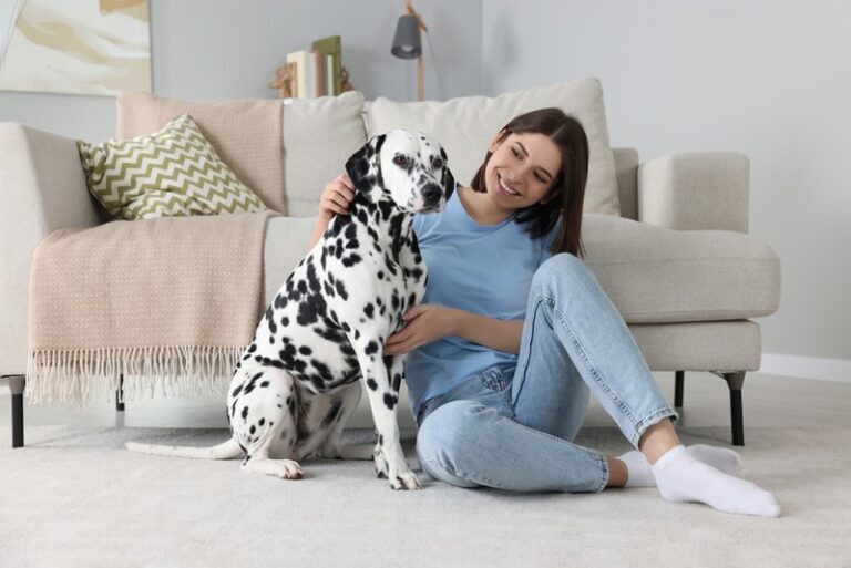 Is a Dalmatian Hypoallergenic? The Spotty Truth for Allergy Sufferers