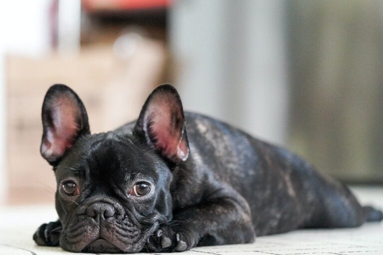 Are French Bulldogs Good Dogs for First Time Owners? An Expert Veterinarian&lsquo;s Perspective