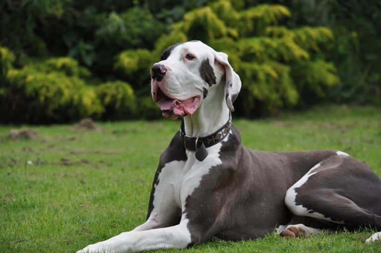 Are Great Danes Hypoallergenic? A Vet&lsquo;s In-Depth Guide