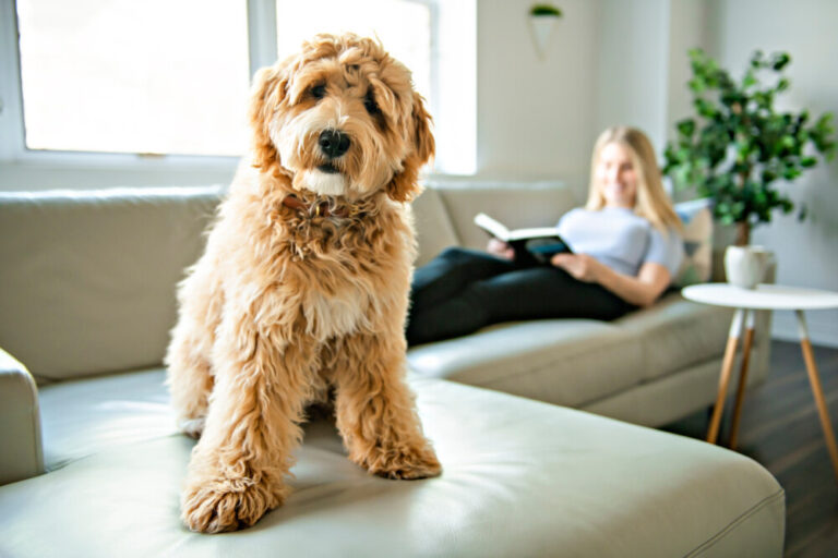 Are Labradoodles Mutts or Designer Dogs? A Dog Lover&lsquo;s Perspective