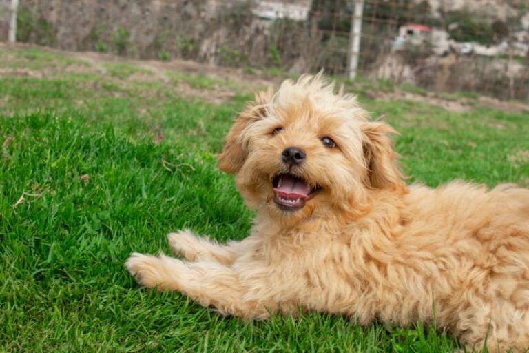 Are Mini Goldendoodles Hypoallergenic? A Dog Lover&lsquo;s Guide (2026 Update)