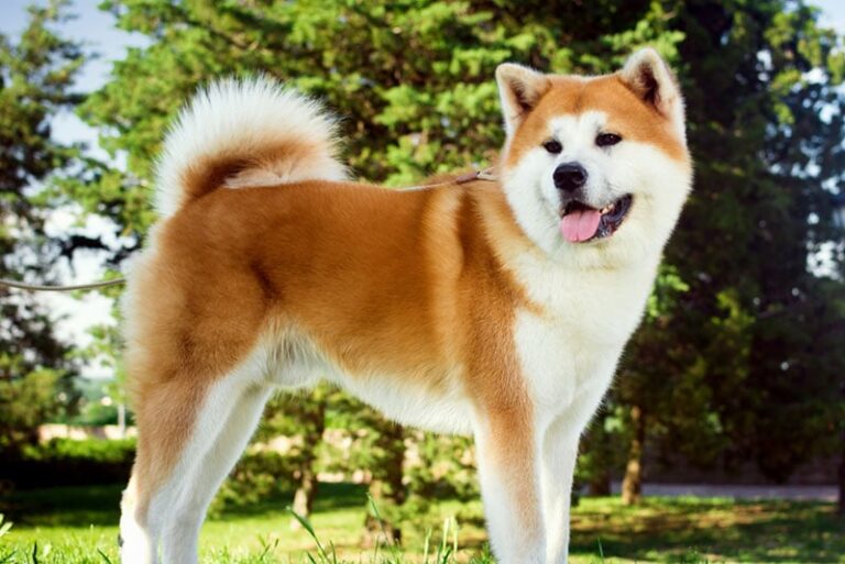 Is an Akita Hypoallergenic? A Dog Lover&lsquo;s Guide