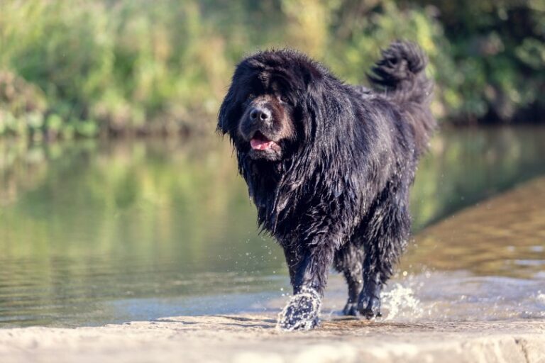 Are Newfoundland Dogs Hypoallergenic? The Lowdown for Allergy-Prone Dog Lovers