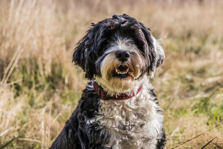 Is a Portuguese Water Dog Hypoallergenic? An In-Depth Look for Allergy Sufferers and Dog Lovers