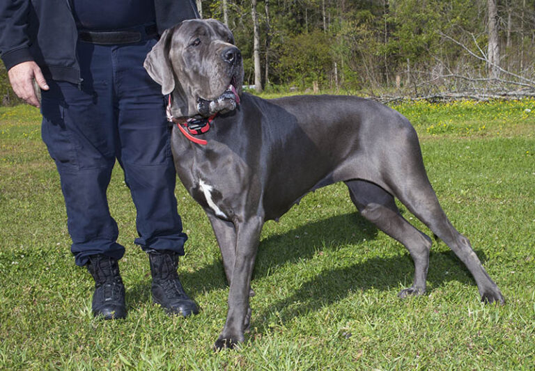Are Great Danes Good Family Dogs? What to Know About This Gentle Giant Breed