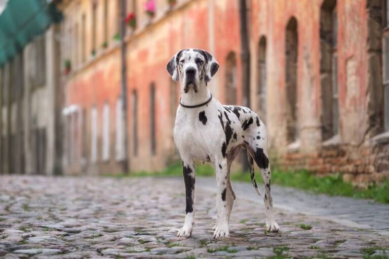 Will a Great Dane Attack an Intruder? An In-Depth Look at the Gentle Giant of Guard Dogs