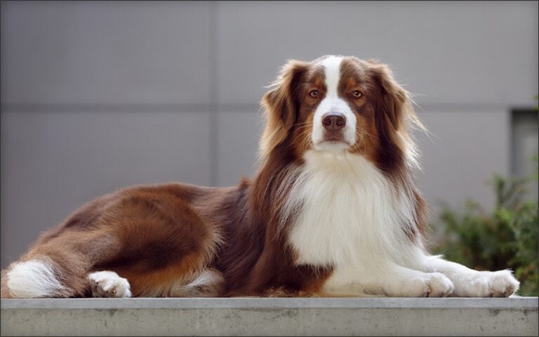 The Australian Shepherd Double Coat: An Ultimate Guide