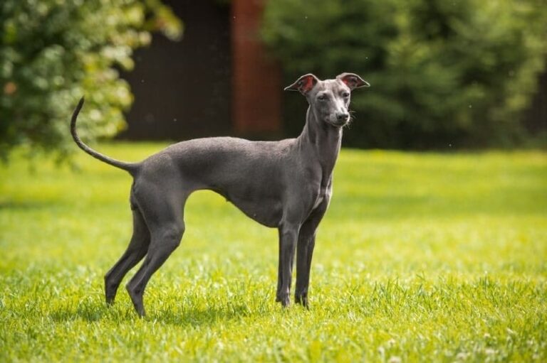 The Italian Greyhound: The Ultimate Guide to This Graceful, Affectionate Breed