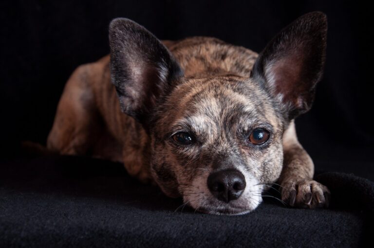 Italian Greyhuahua Mixed Dog Breed: Info, Pictures, Care & More