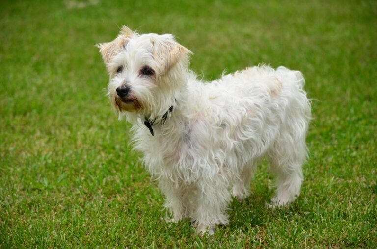 The Jack-a-Poo: A Comprehensive Guide to This Adorable and Lively Hybrid Dog Breed