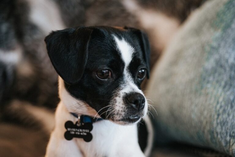The Jack Chi: Small Dog, Huge Personality