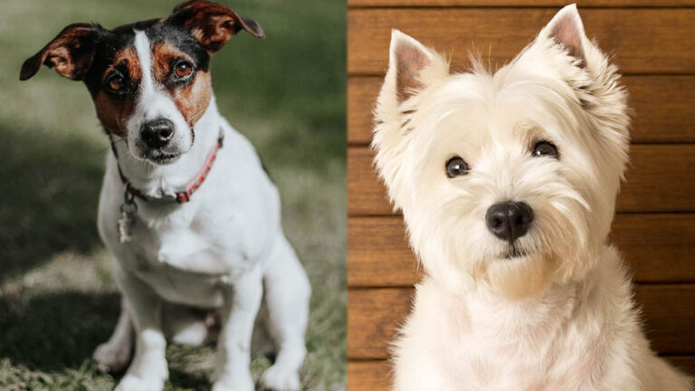 The Jack Highland Terrier: A Comprehensive Guide for Dog Lovers