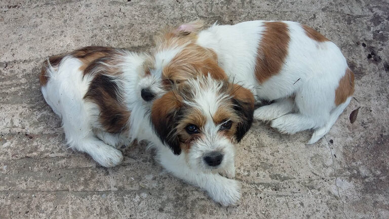 The Jaunty Jack Tzu: Small Dog with a Big Personality