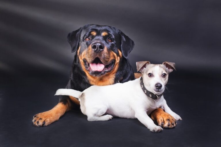 The Jackweiler: A Comprehensive Guide to the Jack Russell Terrier Rottweiler Mix