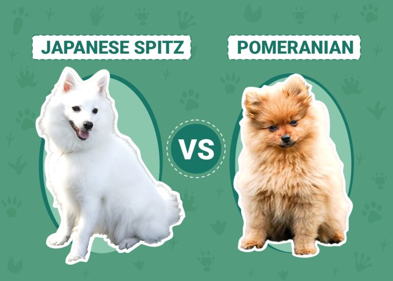 Japanese Spitz vs Pomeranian: A Comprehensive Comparison for Dog Lovers