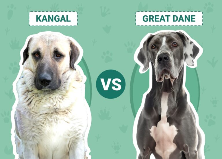 Kangal vs Great Dane: A Comprehensive Comparison