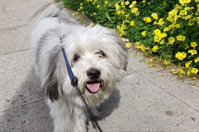 The Adorable Kimola: A Comprehensive Guide to This Charming American Eskimo Dog & Lhasa Apso Mix