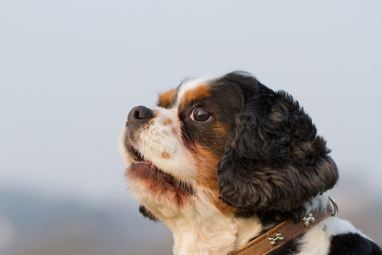 The Adorable King Charles Yorkie: A Comprehensive Guide to the Cavalier Yorkie Mix