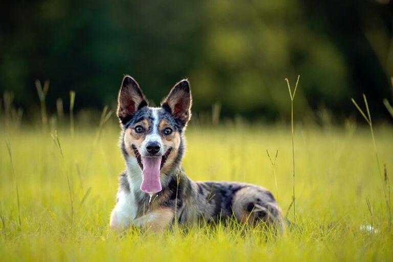 The Australian Koolie: A Comprehensive Guide to This Remarkable Herding Breed
