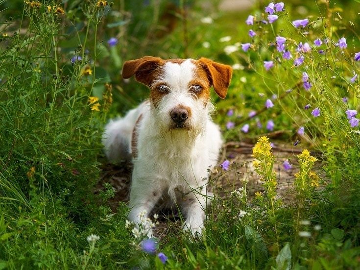 The Kromfohrlander: Is This Rare German Dog Breed Worth the High Price Tag?