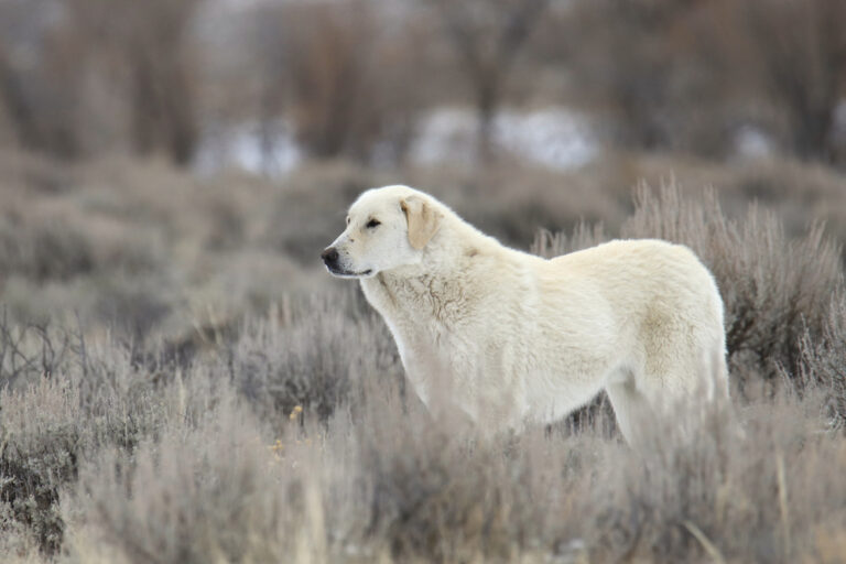 The Regal Kuvasz: Hungary&lsquo;s Courageous Flock Guardian