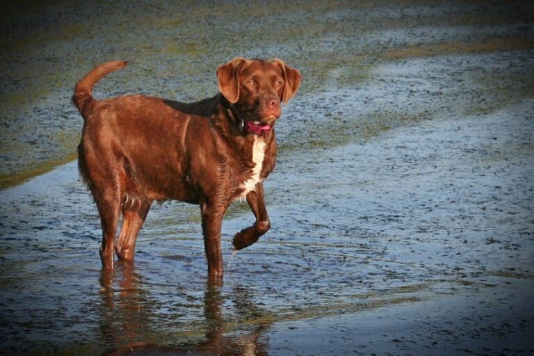 The Labany Dog: Your Guide to the Ultimate Labrador-Brittany Hybrid