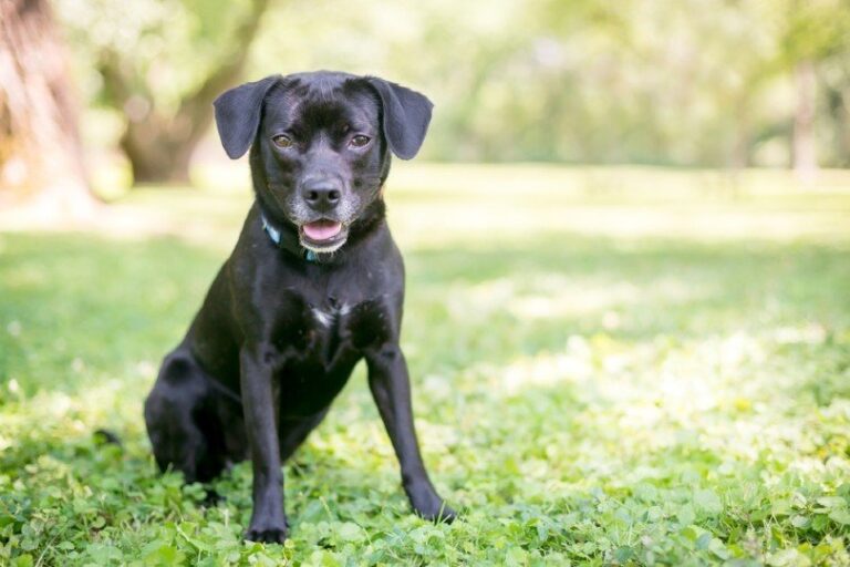 The Lively, Loyal Labbe: Is This Lab-Beagle Mix Your Perfect Match?