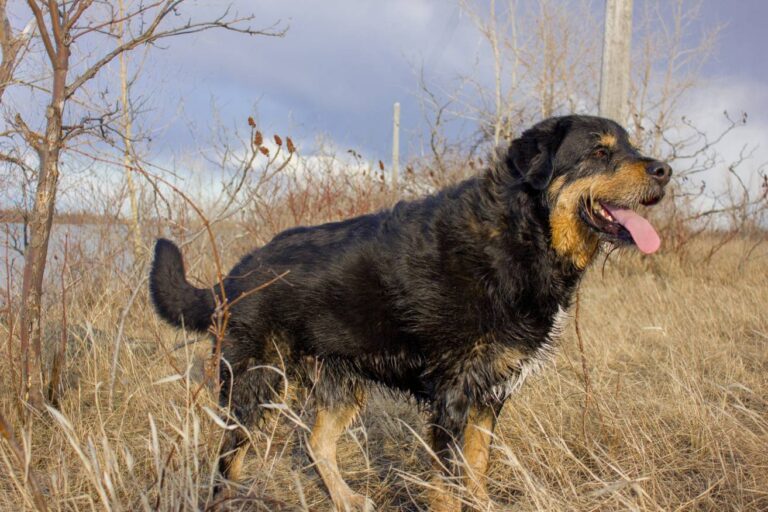 Labernese Dog Breed: Pictures, Guide, Info, Care & More!