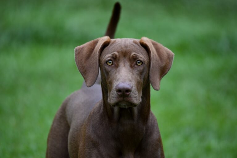 The Lovable Labmaraner: Your Guide to the Labrador Retriever-Weimaraner Mix
