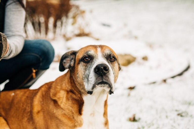 38 Labrador Retriever Mixes (With Pictures)