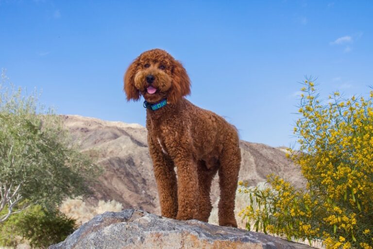 How Long Do Labradoodles Live? A Comprehensive Guide to Labradoodle Lifespan and Aging