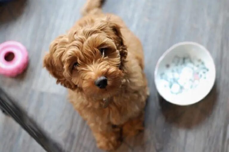 How Much Do Labradoodles Cost? 2024 Price Guide
