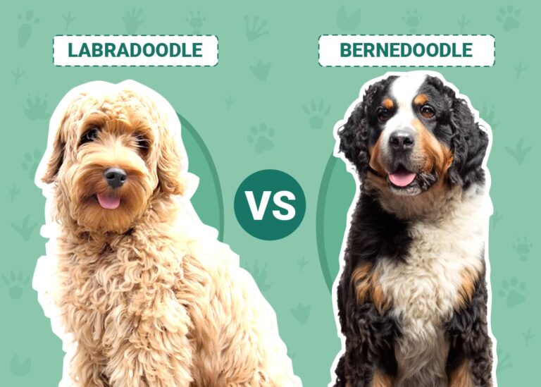 Labradoodle vs. Bernedoodle: The Key Differences (With Pictures)