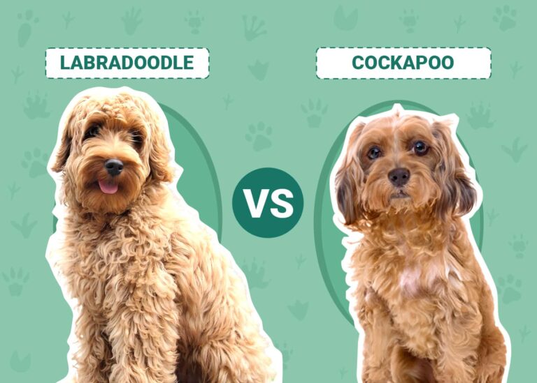 Labradoodle vs Cockapoo: An In-Depth Comparison for Dog Lovers