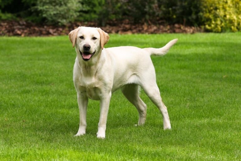 Labrador Retriever Breed Info: Pictures, History, Care, Traits & More