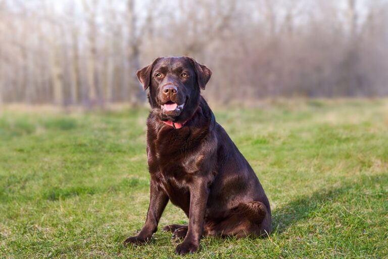 How Long Do Labrador Retrievers Live? A Comprehensive Guide for Dog Lovers