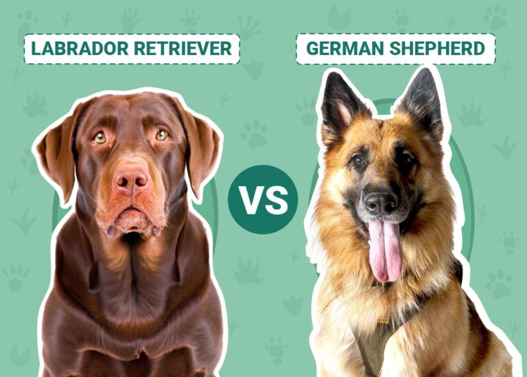 Labrador Retriever vs German Shepherd: A Dog Lover&lsquo;s Comparison