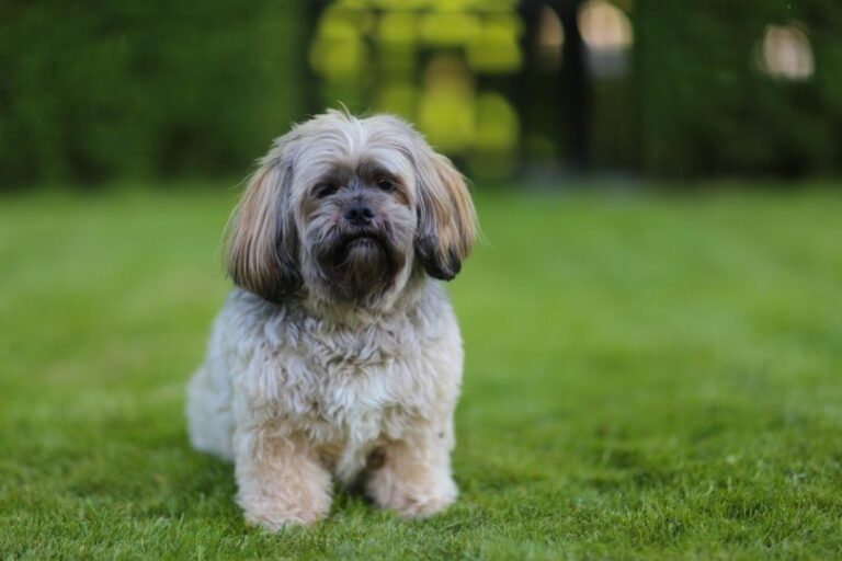 An In-Depth Guide to the La-Chon Dog Breed