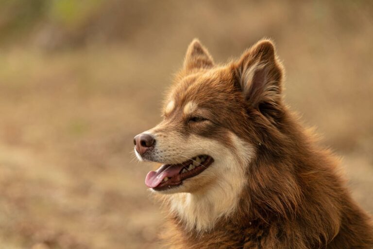The Lapponian Herder: A Complete Guide to This Lively, Loyal Nordic Breed