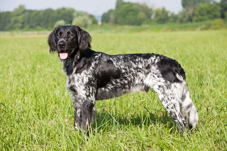 The Large Munsterlander: Versatile Hunting Companion and Devoted Family Friend