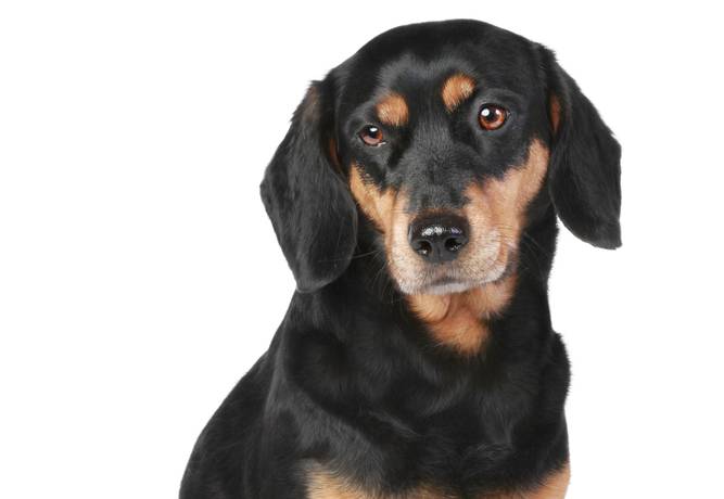 The Latvian Hound: Latvia&lsquo;s National Dog Breed