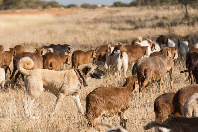 Livestock Guardian Dogs: Breeds, Behavior, and Tips for Coexisting with Carnivores