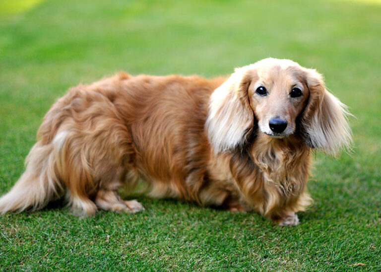 The Ultimate Guide to Long Haired Dachshunds: A Dog Lover&lsquo;s Perspective