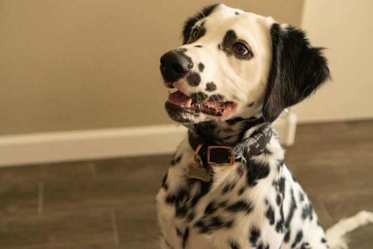 Long Haired Dalmatians: A Rare Spotted Treasure