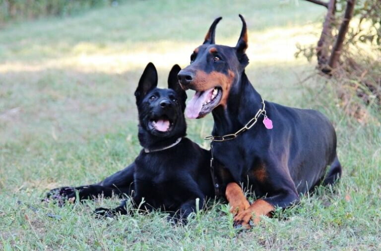 A Dog Lover&lsquo;s Guide to Long Snouted Dog Breeds
